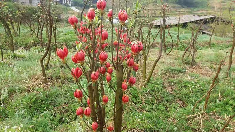 映山紅樹(shù)